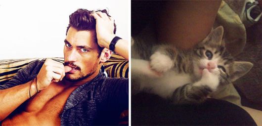 Cats Posing With Their Male Model Equivalents