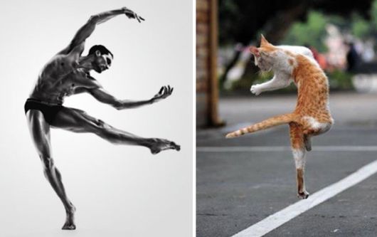 Cats Posing With Their Male Model Equivalents
