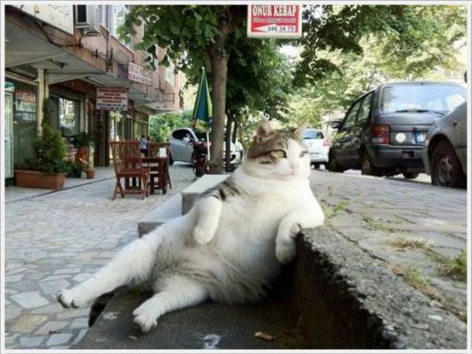 Cool Funny Pictures Of The Week