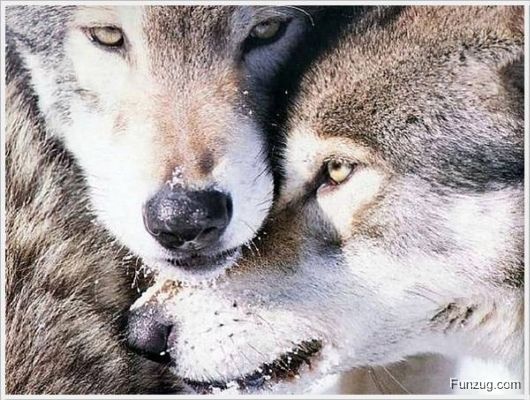 Foto Fun Cool Pictures