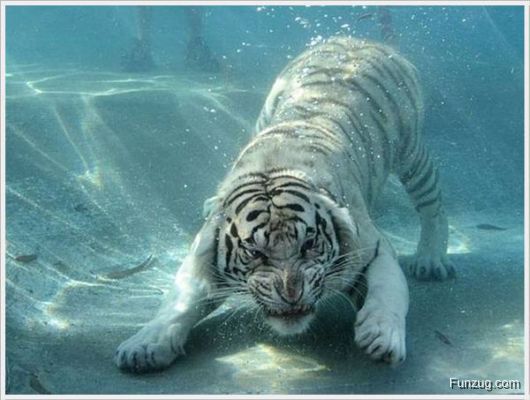 Foto Fun Cool Pictures