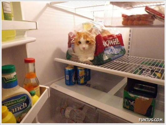 More Cool Funny Pictures