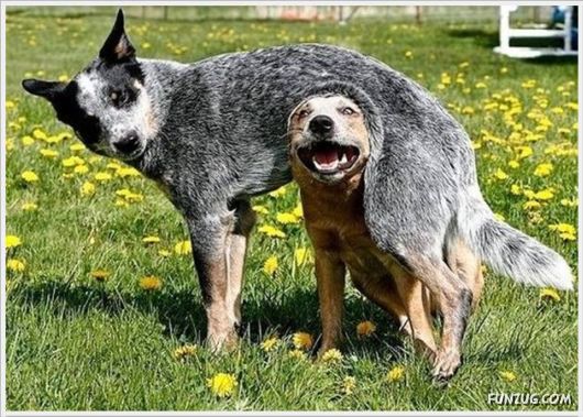 More Cool Funny Pictures