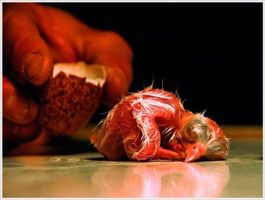 The Best Of Nat Geo Pictures Of 2012