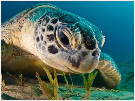 The Best Of Nat Geo Pictures Of 2012