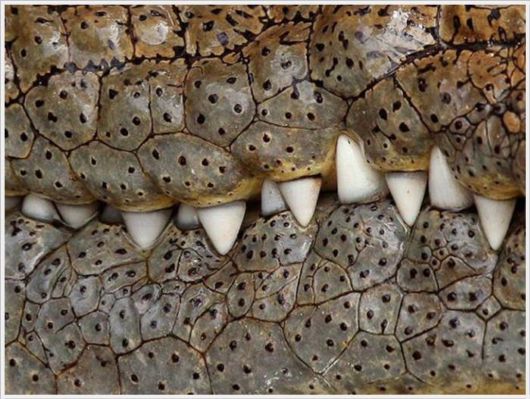 The Best Of Nat Geo Pictures Of 2012