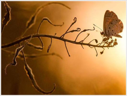 The Best Of Nat Geo Pictures Of 2012