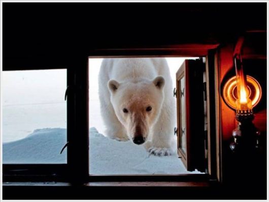 The Best Of Nat Geo Pictures Of 2012