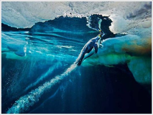 The Best Of Nat Geo Pictures Of 2012