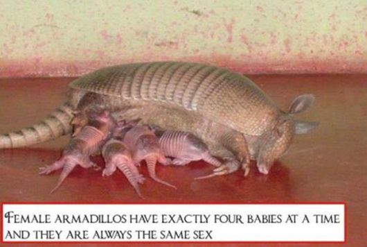 Bizarre And Astonishing Facts