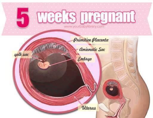 Pregnancy Stages 38 Weeks