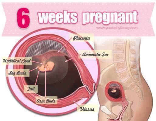 Pregnancy Stages 38 Weeks