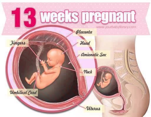 Pregnancy Stages 38 Weeks
