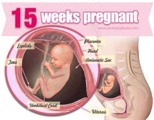 Pregnancy Stages 38 Weeks