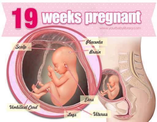 Pregnancy Stages 38 Weeks