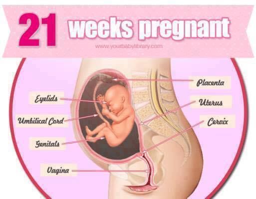 Pregnancy Stages 38 Weeks