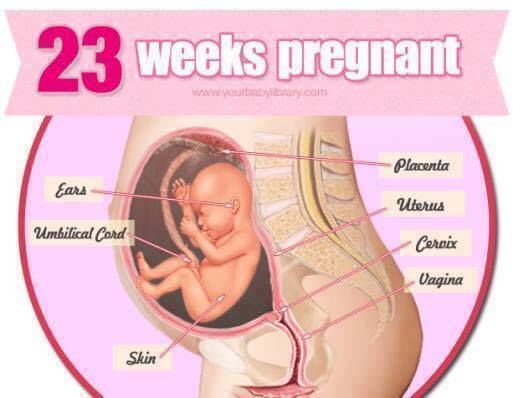 Pregnancy Stages 38 Weeks