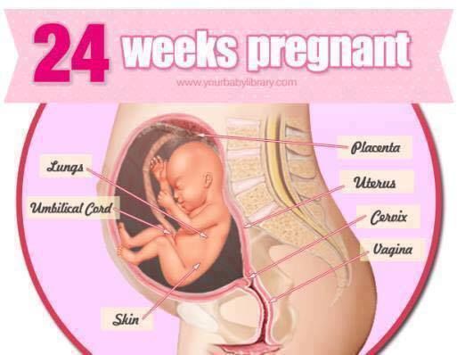 Pregnancy Stages 38 Weeks