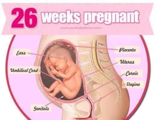 Pregnancy Stages 38 Weeks
