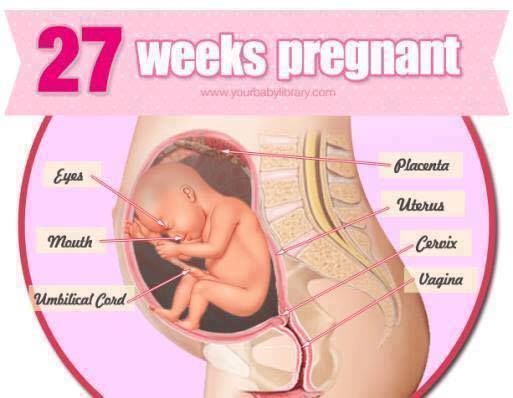 Pregnancy Stages 38 Weeks