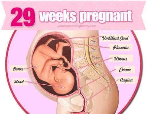 Pregnancy Stages 38 Weeks