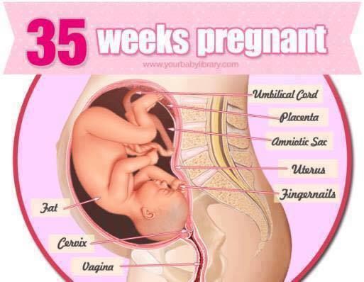 Pregnancy Stages 38 Weeks
