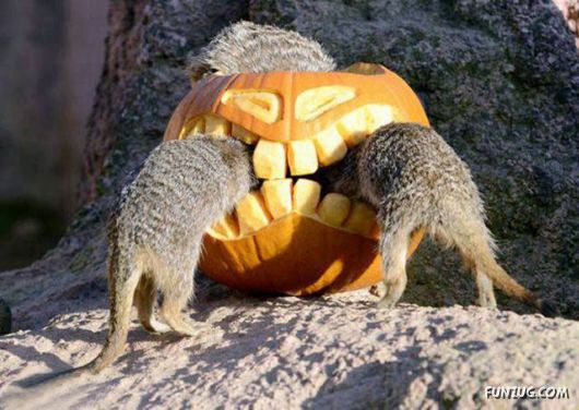 Awesome Pix Of The Week