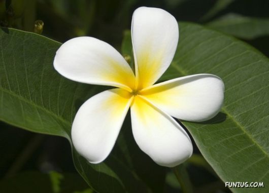 Beautiful Frangipani Flowers
