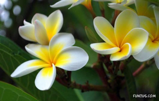 Beautiful Frangipani Flowers