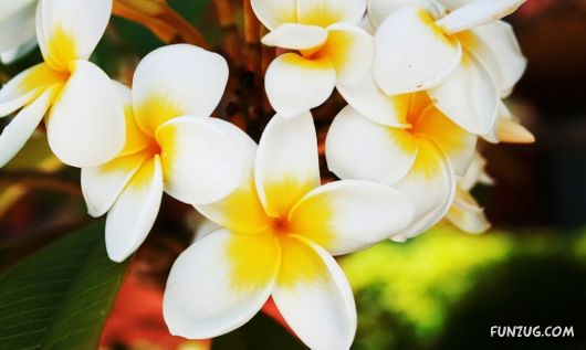 Beautiful Frangipani Flowers