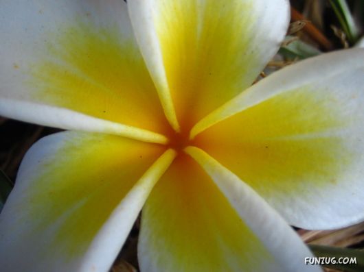 Beautiful Frangipani Flowers