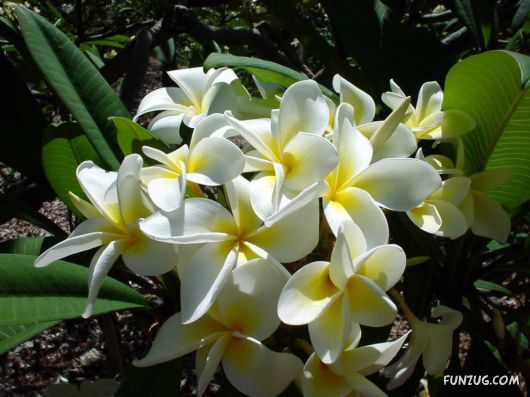 Beautiful Frangipani Flowers