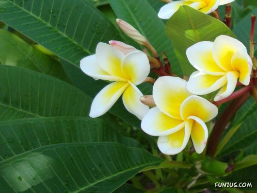 Beautiful Frangipani Flowers