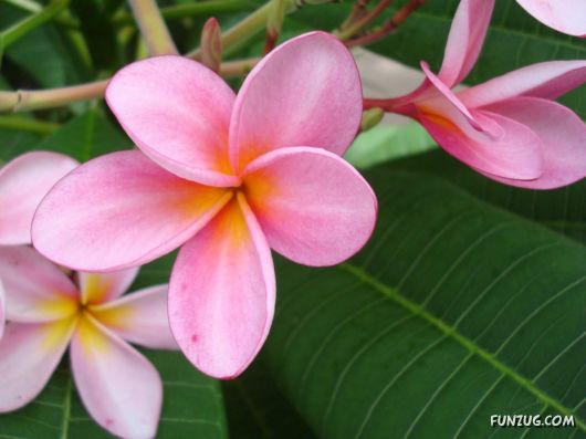 Beautiful Frangipani Flowers