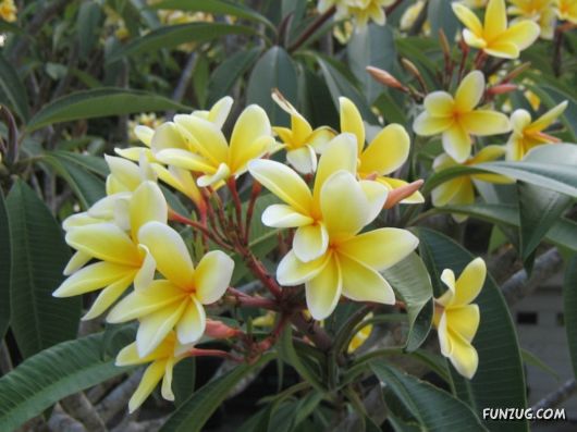 Beautiful Frangipani Flowers