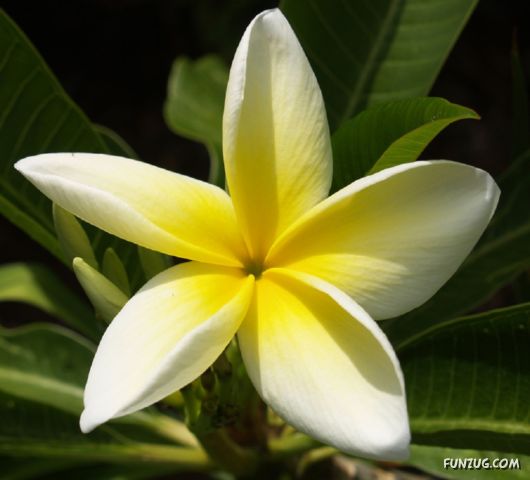 Beautiful Frangipani Flowers