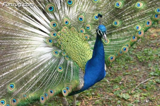Click to Enlarge - Beautiful Peacock Wallpapers