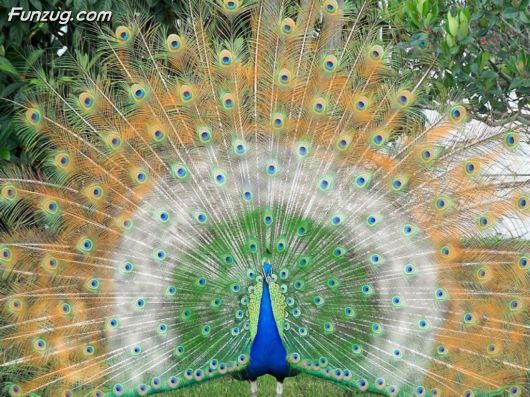 Click to Enlarge - Beautiful Peacock Wallpapers