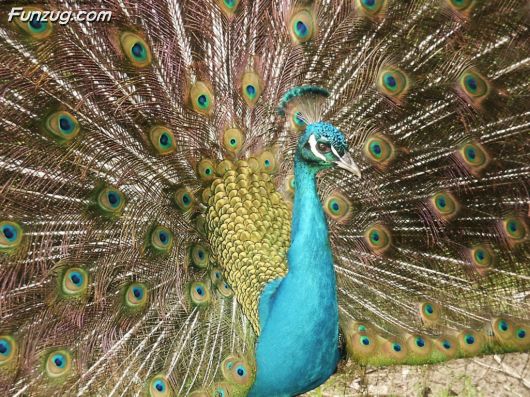 Click to Enlarge - Beautiful Peacock Wallpapers