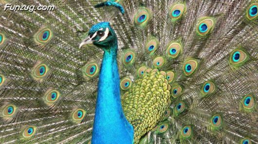 Click to Enlarge - Beautiful Peacock Wallpapers