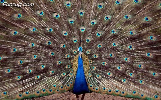 Click to Enlarge - Beautiful Peacock Wallpapers