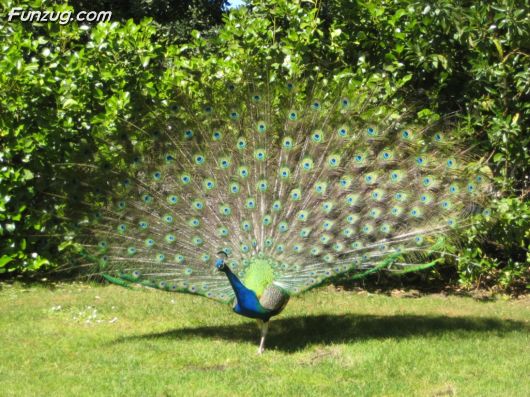 Click to Enlarge - Beautiful Peacock Wallpapers