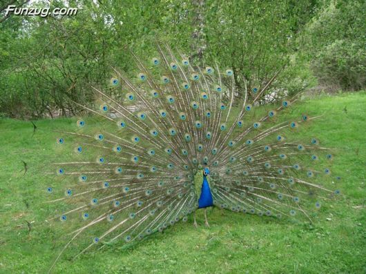 Click to Enlarge - Beautiful Peacock Wallpapers