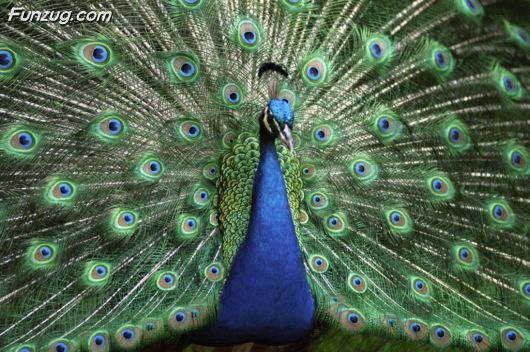 Click to Enlarge - Beautiful Peacock Wallpapers