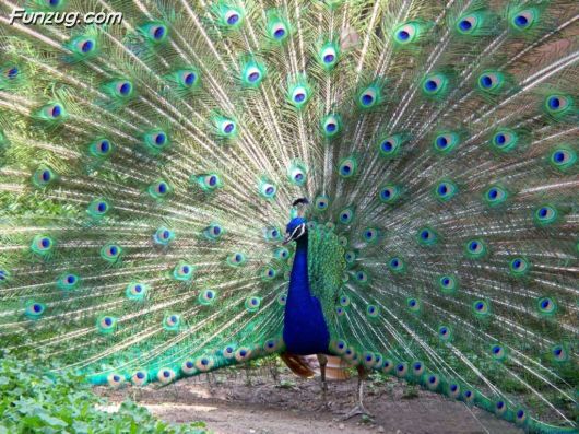 Click to Enlarge - Beautiful Peacock Wallpapers