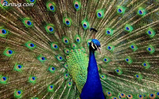 Click to Enlarge - Beautiful Peacock Wallpapers