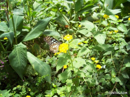 Beautiful Butterfly Wallpapers