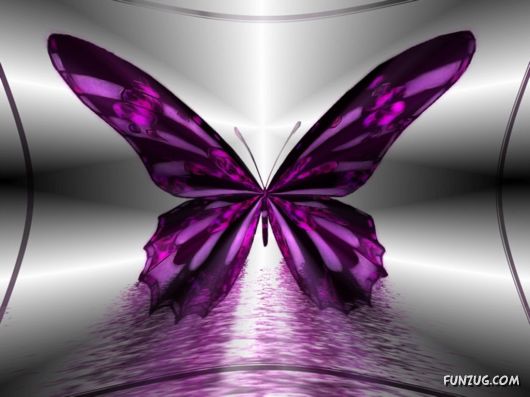 Beautiful Butterfly Wallpapers