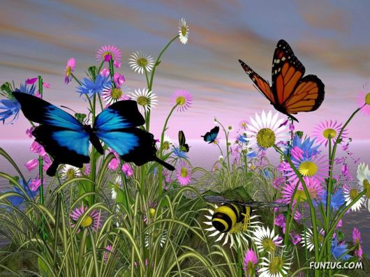 Beautiful Butterfly Wallpapers