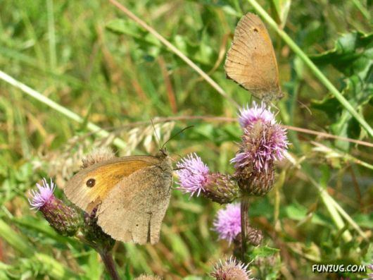 Beautiful Butterfly Wallpapers